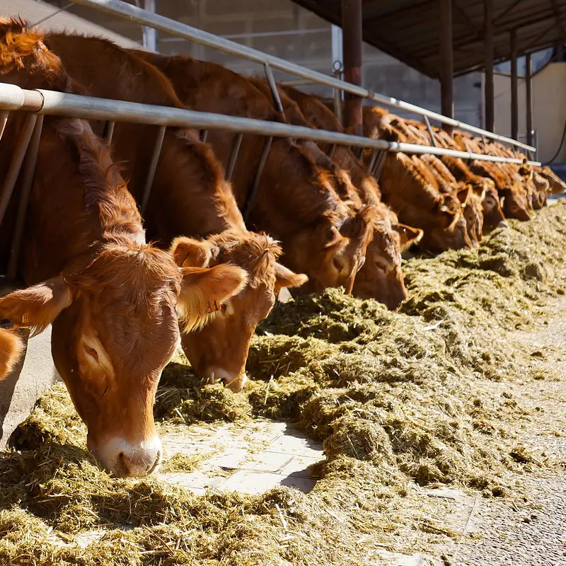 Élevage vaches